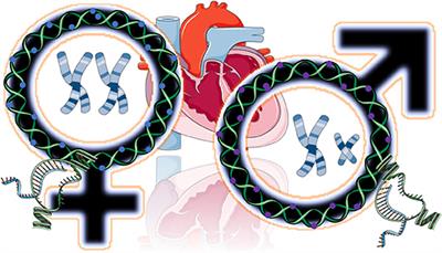 Editorial: Genetic and Gene Regulation Underlying Sex Differences in Cardiovascular Disease